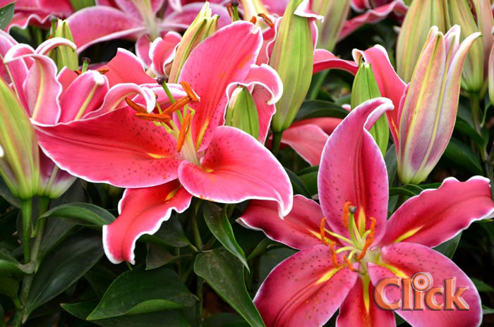 Expoflora – Mostra de paisagismo e jardinagem Minha Casa Meu Jardim